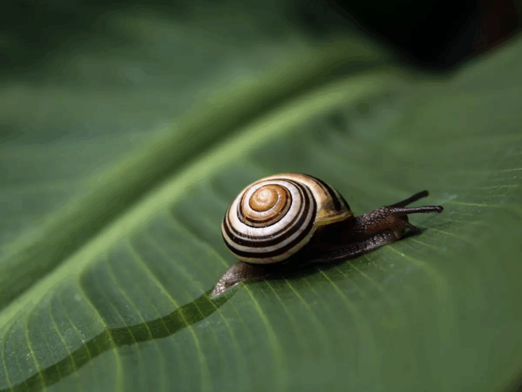 Snail on a green leaf, representing snail mucin extract used in Korean skincare products for sensitive skin, popular in UAE beauty routines.