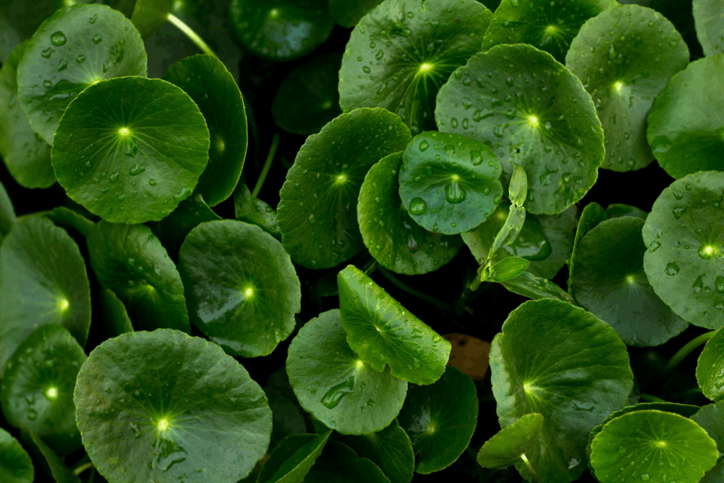 Close-up of Centella Asiatica leaves, a natural calming ingredient in Korean skin care for sensitive skin, available through Noon coupon code UAE today.